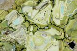 Polished Slab Of Clay Canyon Variscite - Old Collection Stock #167961-1